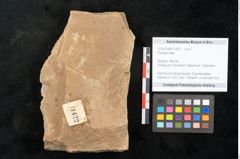 Foto (Objekt + Etikett) von Plantae indet.  (NHMW-GEO-2024-0188-11422)